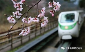 樱花三月,十里画廊